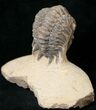 Enrolled Crotalocephalina Trilobite #17938-2